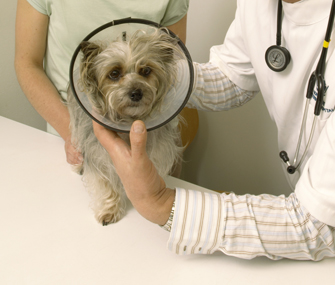 Vet and dog wearing surgery collar